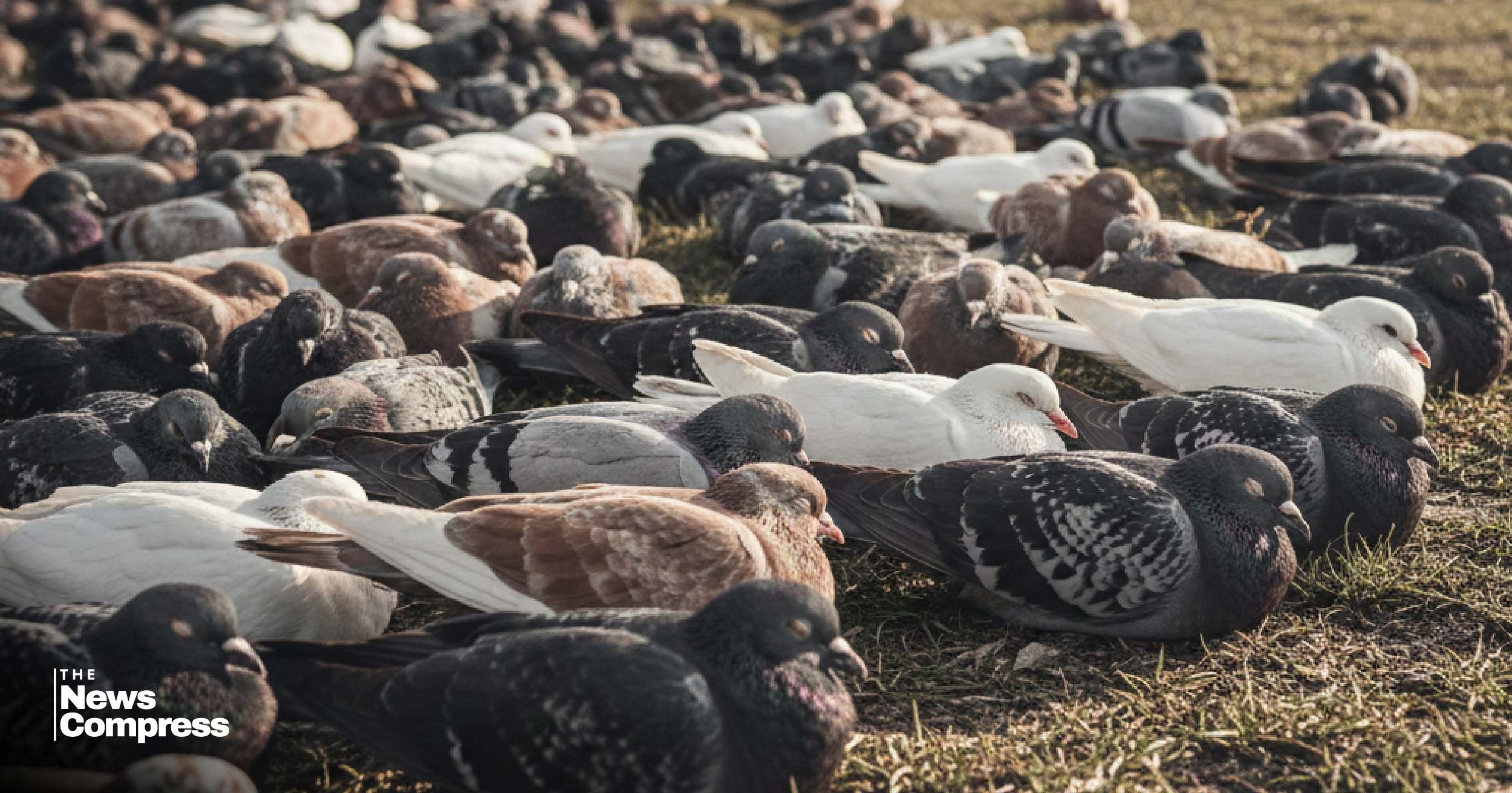 সরিষাখেতে যায় বলে বিষ দিয়ে ১০৮টি কবুতর হত্যা
