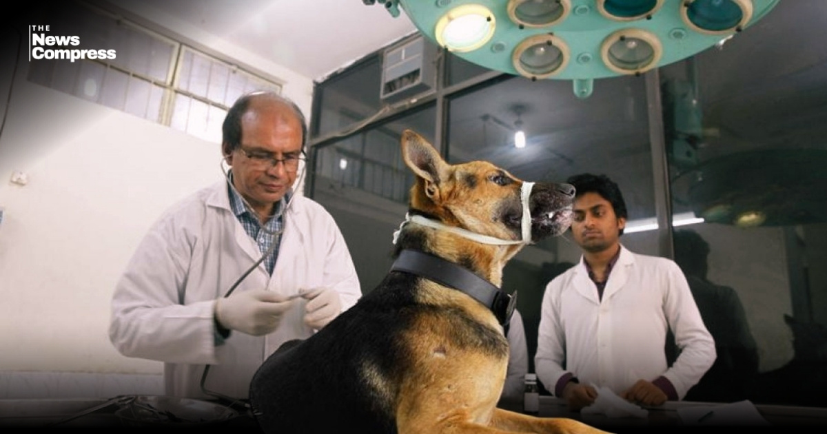 Govt moves to introduce vaccination cards for animals