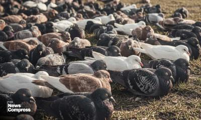 সরিষাখেতে যায় বলে বিষ দিয়ে ১০৮টি কবুতর হত্যা