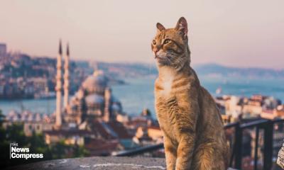 ইস্তাম্বুলের অলিগলিতে চলে বিড়ালদের রাজত্ব, আর তাদের ‍‍`সেবা‍‍` করে মানুষ