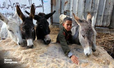 Germany is offering asylum to donkeys from Gaza; but not children