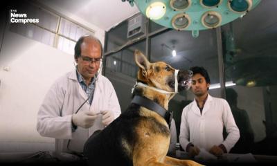 Govt moves to introduce vaccination cards for animals