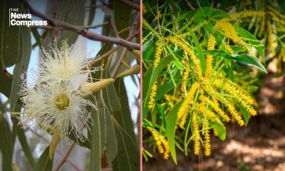 Govt bans plantation, sale of eucalyptus, akashmoni trees