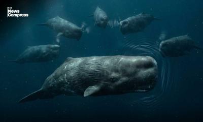 Sperm whales’ communication  closely parallels human language