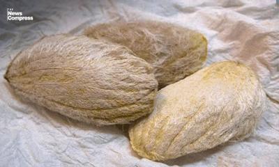 অবহেলা থেকে খ্যাতি: আমের বিচি এখন টাকার খনি