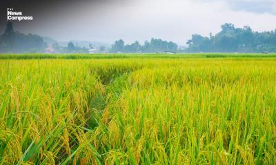 পাঁচ বছরে কৃষিজমি কমেছে ২ শতাংশ, চালের উৎপাদন বেড়েছে মাত্র ২%