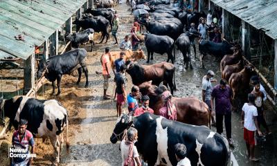 Medium-sized cattle in high demand, large ones struggle to find buyers at Dhaka markets
