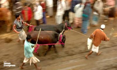 DNCC to deploy over 10,000 cleaners to remove sacrificial animal waste