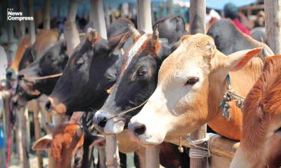 Country has over 20.68 lakh surplus livestock against the Eid demand