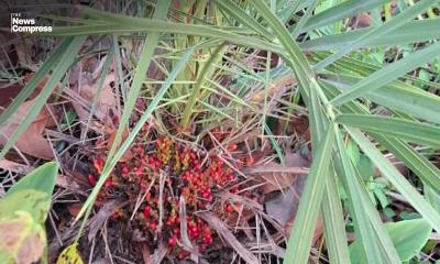 Endangered Khudi Khejur found in Dinajpur’s Sal forest