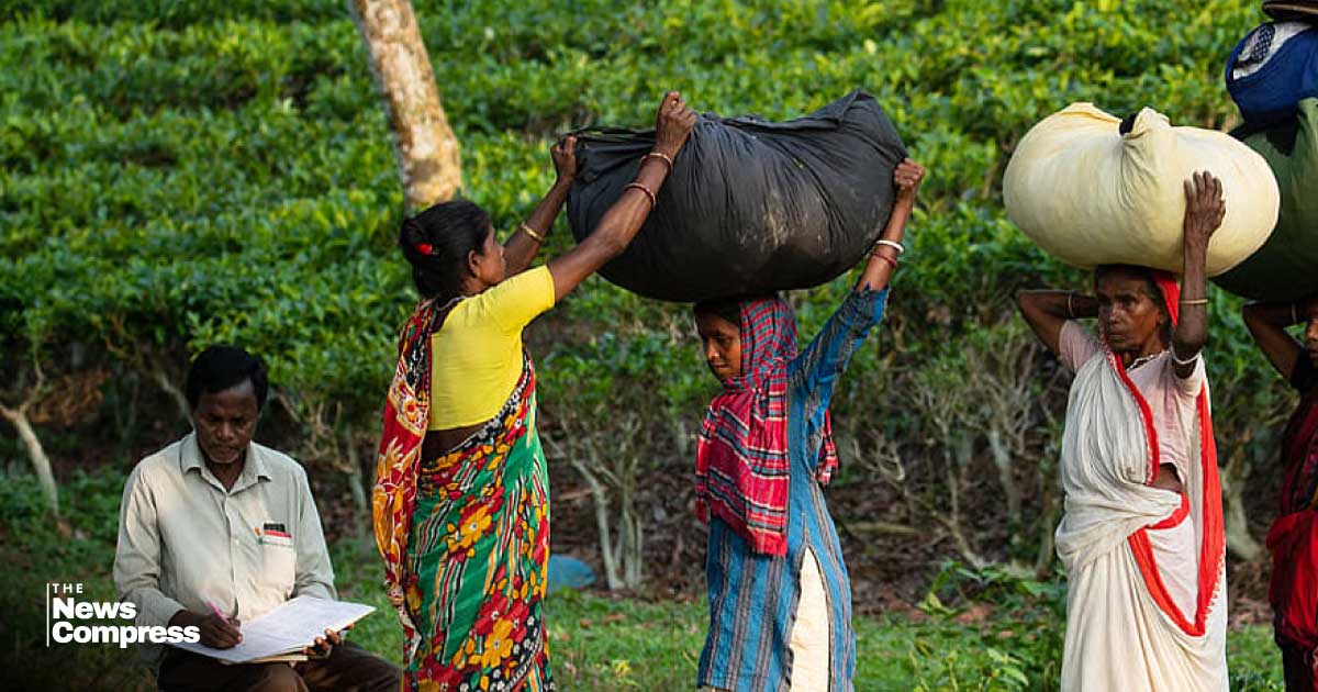‘গণভোট’ বোঝেন না মৌলভীবাজারের চা শ্রমিকরা, প্রচারণা নেই গ্রামগঞ্জে
