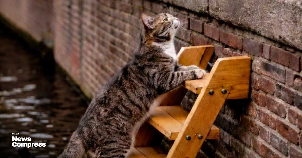 Amsterdam has started building tiny staircases to help cats climb out of canals.