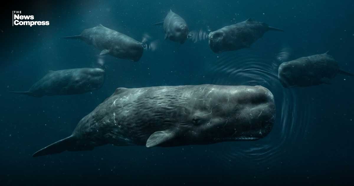 Sperm whales’ communication  closely parallels human language