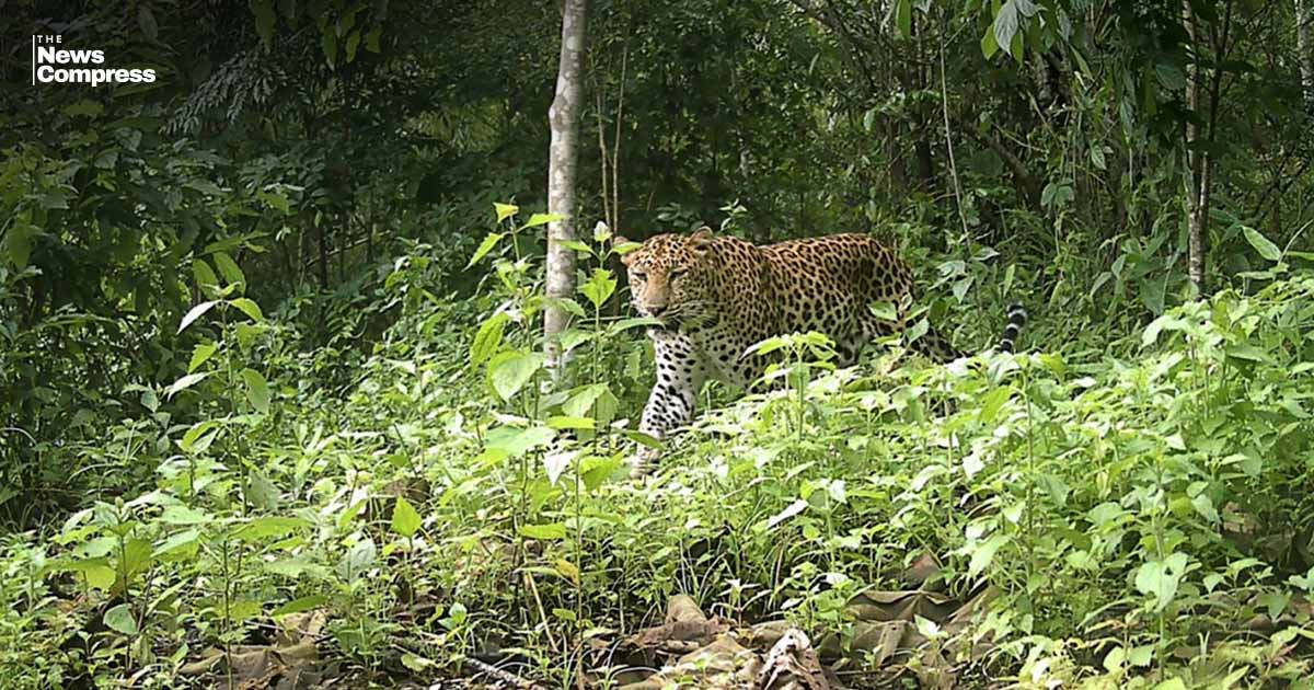 পার্বত্য চট্টগ্রামে দেখা মিলল দুর্লভ চিতাবাঘের