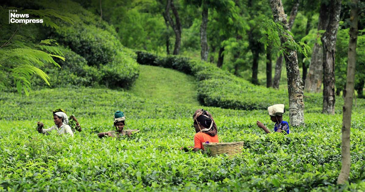 চা শ্রমিকের মজুরি সবচেয়ে কম বাংলাদেশে